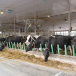 La chercheuse Véronique Ouellet a remarqué que, même sans les effets des changements climatiques, les vaches laitières ressentent un stress thermique en été.