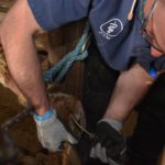 La santé des onglons était le sujet central de la Journée bovine 2019. Le vétérinaire André Clavet a notamment présenté un atelier sur la taille des onglons.