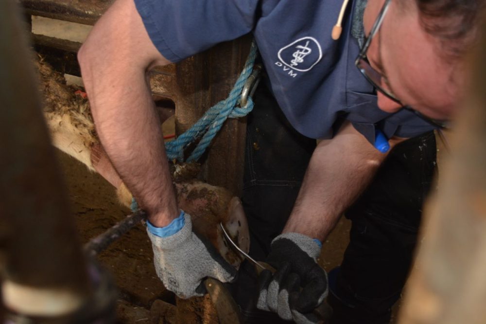 La santé des onglons était le sujet central de la Journée bovine 2019. Le vétérinaire André Clavet a notamment présenté un atelier sur la taille des onglons.