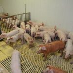 Le passage de la maternité à la pouponnière est une période stressante pour les porcelets.
