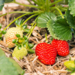 Les fruits affichent un retards de croissance cette année