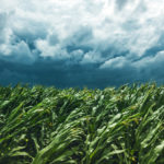 Pas de miracle en vue cet automne pour les cultures