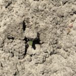 C’est fort, du maïs! Mais quand la croute est épaisse, cela ne suffit pas toujours. (Photo: Annie Desrosiers)