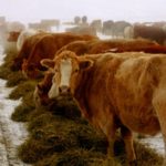 Bovins alimentés en hiver.