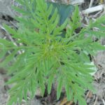 Une autre résistance confirmée pour la petite herbe à poux