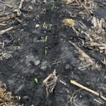 Retard, sécheresse et humidité dans ce début de saison au pays