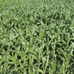 Marché des grains: La pluie fait reculer les prix