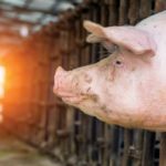 Ce qu’il faut savoir sur la peste porcine africaine (PPA)