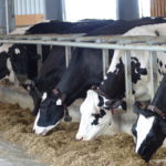 Pour améliorer la santé et la fertilité des vaches à naître, il serait souhaitable de viser une diversification génétique du troupeau.