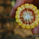 Quand est-ce que le maïs atteindra sa maturité cette année?