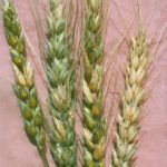 blé fusarié
Source: Laboratoire de diagnostic en phytoprotection – MAPAQ / Iriis Phytoprotection