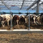 Les vaches mangent dans une ferme laitière flottante aux Pays-Bas.