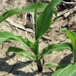 Une croissance trop rapide peut empêcher les feuille de se dérouler normalement
Source: Université Purdue