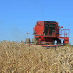 Paul Caplette au volant de Gertrude récolte son blé d'automne à la ferme Bellevue de St-Robert