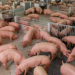 Il est très long le retour à la normal après un épisode de peste porcine africaine sur une ferme porcine.