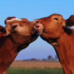 Le Tinder des bovins