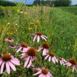 Donner au suivant, au bénéfice de l’environnement