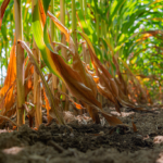 L'estimation de rendement pour le maïs est de 9,65 t/ha, il s’agit d’une baisse de 8% par rapport à 2018. Photo : Maska Drone