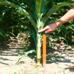 Hauteur de coupe pour le maïs d'ensilage