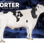 Le taureau Porter a obtenu la deuxième meilleure cote en IPV pour tous les taureaux éprouvés au Canada.