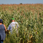 L'estimation de rendement pour le maïs est de 9,65 t/ha, il s’agit d’une baisse de 8% par rapport à 2018. Photo : Maska Drone