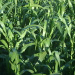 Herbe soudan et acide prussique: ce qu’il faut savoir