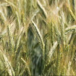L’utilisation du triticale d’automne comme source de fourrage