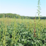 Certains plants mesuraient plus de 2 mètres. Source: LEDP (MAPAQ)