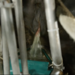 Des vaches qui urinent dans un urinoir