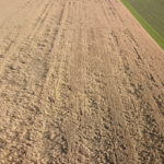 Les dommages de la chrysomèle des racines du maïs est aussi une des causes importantes de la verse.