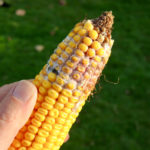 La Gibberella est très répandue dans le sud de l’Ontario mais heureusement elle n’est pas commune au Québec. 