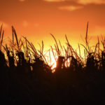 automne, recolte de mais