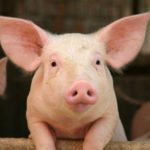 Un des objectifs du projet d'aérogéothermie est de maintenir les porcs négatifs au virus du SRRP.