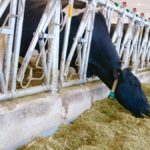 Lait : Que révèle le premier épisode de mammite ou de boiterie?