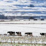 Des vaches laitières dehors l’hiver