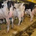 La santé du pis fait partie des préoccupations pour la réduction de l'utilisation des antibiotiques de catégorie I.