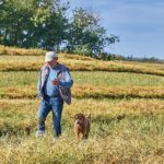 Bill Grimmer, un entraîneur de chiens du Nouveau-Brunswick, marche avec Adi pendant que le Goldendoodle renifle pour détecter la hernie du chou dans un champ de canola. Photo: Morton Molyneux