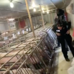 Comment agir avant et après l’intrusion sur une ferme d’élevage?