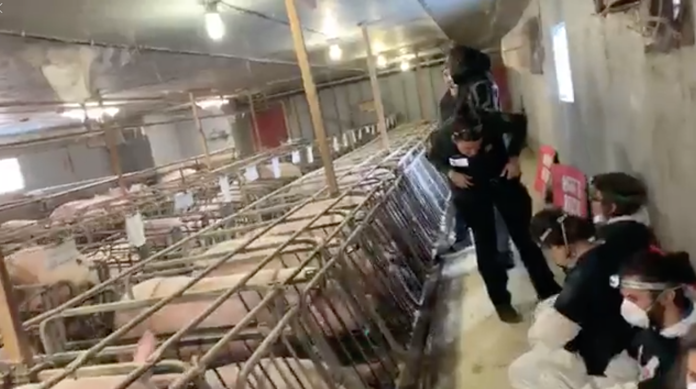 Comment agir avant et après l’intrusion sur une ferme d’élevage?
