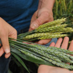 Les résultats des parcelles pour les blés de printemps sont en ligne