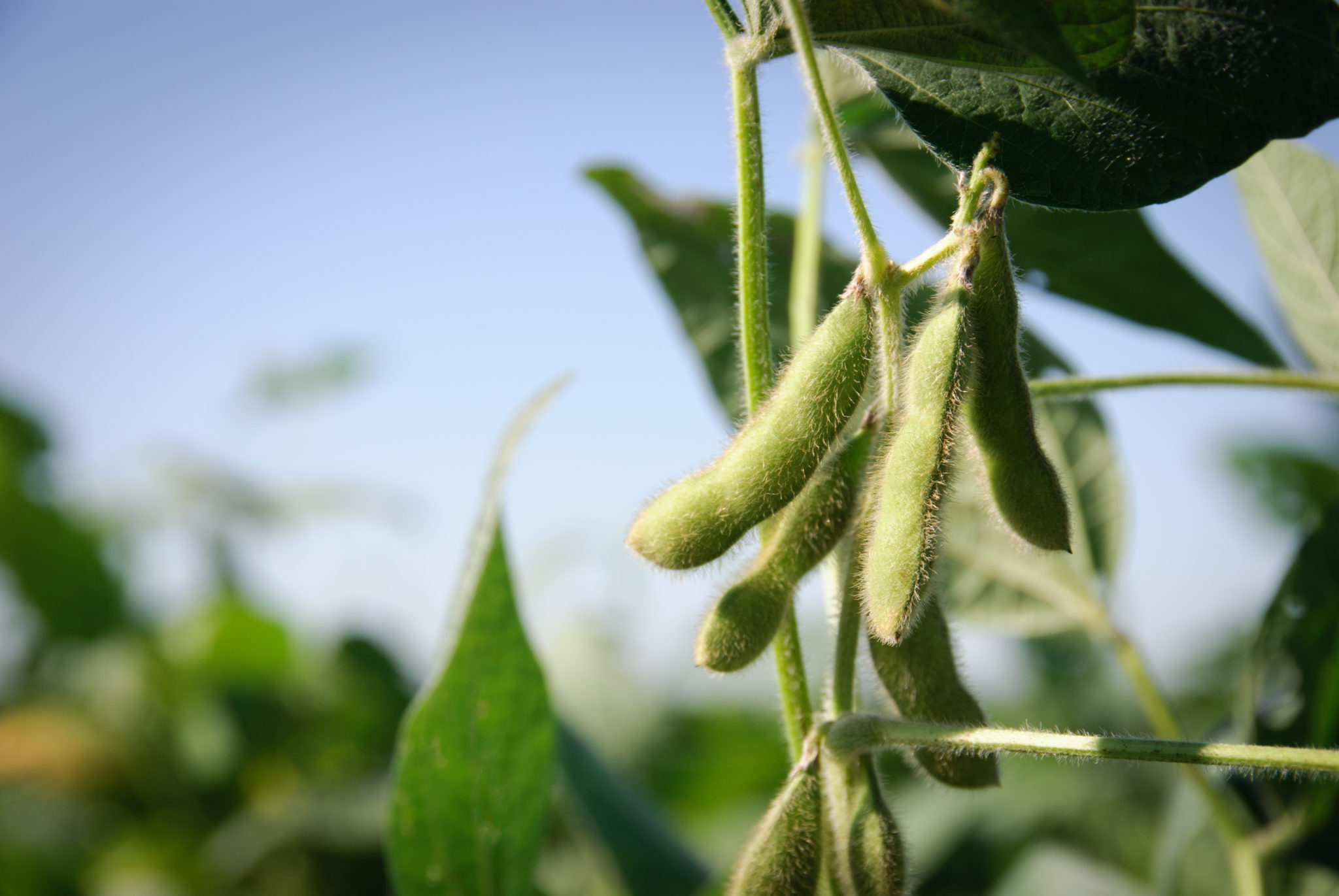 Les résultats des essais soya 2019 du RGCQ sont maintenant en ligne