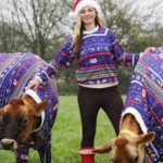 Quand des Jersey fêtent Noël