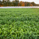 Les cultures de couvertures peuvent aider à lutter contre les semences de mauvaises herbes.