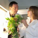 Les chercheurs Axel Mithöfer et Anja Meents examinent un plant de patate douce.