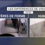 Les animaux de ferme ne perçoivent pas leur environnement de la même façon que nous.