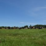 Selon une étude américaine, les vaches laitières croisées seraient plus rentables.