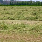 La diminution des fermes bovines s'est accompagnée d'une baisse de la production de foin.