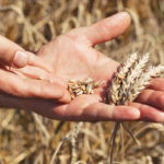 Les mycotoxines: Les sources de contaminations
