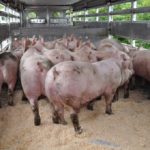 Un nouveau vaccin contre la peste porcine africaine a démontré un taux d'efficacité de 100%.