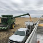 Maïs : faut-il se fier à 2019 pour choisir ses hybrides?